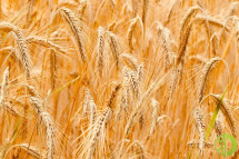 Египет требует от импортеров давать зерно на проверку перед отправкой